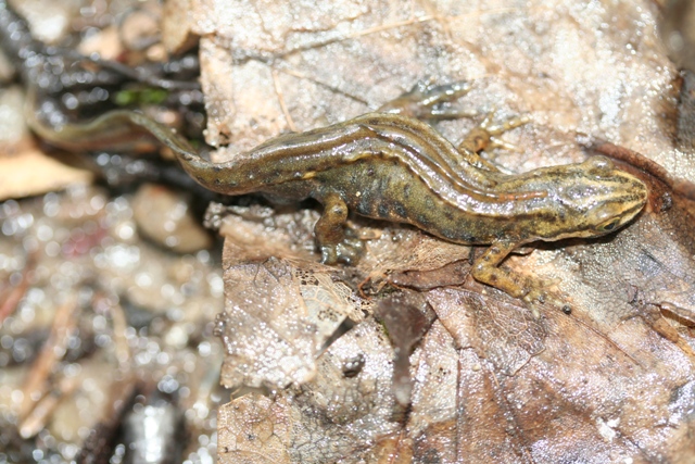 Salamandra pezzata e tritone puntato,crestato,alpino.